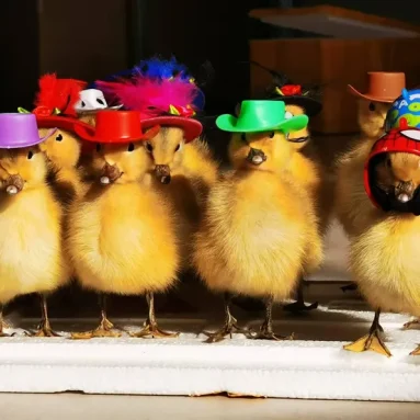 Funny Taxidermy Duckling